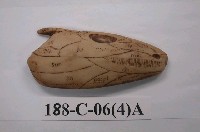 藏品(脊椎動物頭部演化)的圖片